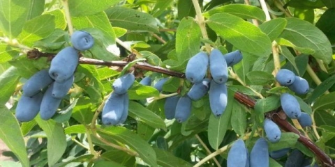 Honeysuckle azure: opis sorte, fotografije, recenzije, sadnja i njega